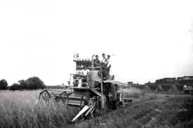 1959 Getreideernte mit einem Mähdrescher in der Wilstermarsch