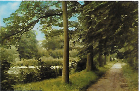 1970 Waldweg bei Gut Kleve