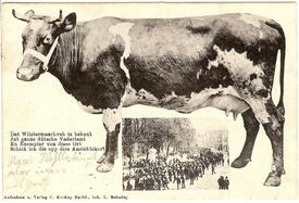 1904 Milchkuh des Rotbunten Niederungsrindes; Viehmarkt auf dem Marktplatz in Wilster 