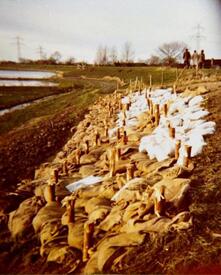 Sturmflut am 03. Januar 1976 - provisorische Sicherung der Außenböschung des Deiches bei St. Margarethen