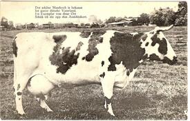 1909 Milchkuh der Wilstermarsch-Rasse des rotbunten Niederungsrindes