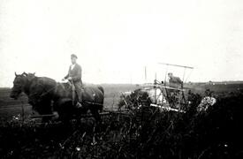 1940 Getreideernte in der Wilstermarsch mit dem Mähbinder
