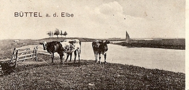 1907 Büttel an der Elbe - Hafenpriel, Vorland mit der Bösch