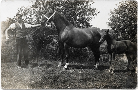 1930 Pferdepfleger mit Holsteiner Pferden - Stute mit ihrem Fohlen