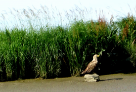 Tierwelt in und am Rand der Wilstermarsch - Seeadler