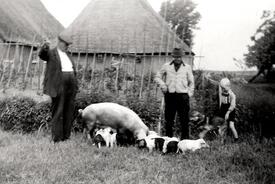1951 Sattel-Schweine werden auf den Höfen der Wilstermarsch gehalten 