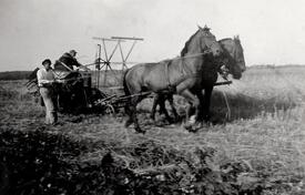 1950 von drei Pferden gezogener Mähbinder bei der Ernte auf Feldern des Hofes Dibbern, Honigfleth