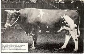 1924 Bulle der Wilstermarsch-Rasse des rotbunten Niederungsrindes