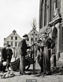 1950 Pflanzarbeiten zur Anpflanzung der die Kirche St. Bartholomäus zu Wilster umsäumenden Linden