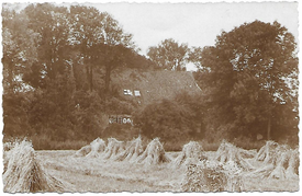 1933 Getreideernte am Störort, Gemeinde Wewelsfleth in der Wilstermarsch