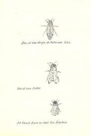 Halbjahresarbeit an der Mittelschule Wilster MSW - 1954 - Meine Bienen