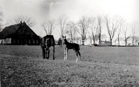 1941 Stute und Fohlen auf der Weide am Hof Dibbern in Honigfleth