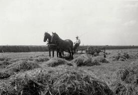 1950 Heuernte in der Wilstermarsch - Das geschnittene, ausgebreitete und zu Heu rocknende Gras wurde mehrmals maschinell mit dem von Pferden gezogenen Heuwender umgeschichtet