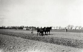 1941 dreispänniges Pflügen auf dem Hof Dibbern in Honigfleth, Gemeinde Stördorf