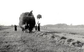1950 Bergung des Getreides in der Wilstermarsch, Hof Dibbern in Honigfleth