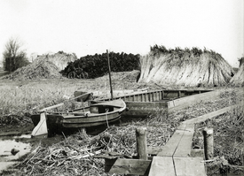 1958 Das geschnittene Reeth wurde bei offenem Gewässer mit einem kastenförmigen Prahm zur Verladestelle transportiert.