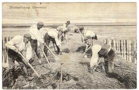 1907 Strohbestickung als Deichsicherungsarbeiten