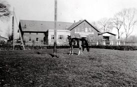 1941  Stute mit Fohlen auf der Koppel am Hof Dibbern in Honigfleth. Im Hintergrund der Gasthof Büchsenkathe