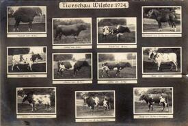1924 Tierschau in Wilster - Rindvieh und Pferde aus der Wilstermarsch