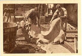 1900 Gerber legen Rohhäute in die Lohgruben