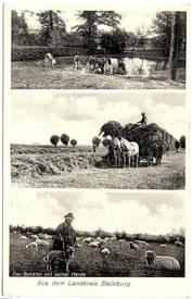1934 Landwirtschaft in der Wilstermarsch
