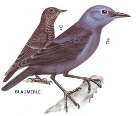Blaumerlen - Vergleichsabbildung aus PAREYS Vogelbuch