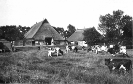 1920 Wilstermarsch Bauernhaus mit Heckschur