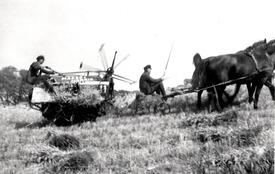 Mahd des Getreides in der Wilstermarsch mit einem von drei Pferden gezogenen Mähbinder