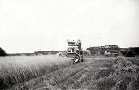 1959 Getreideernte mit einem Mähdrescher in der Wilstermarsch