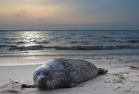 Tierwelt in und am Rand der Wilstermarsch - Seehund am Strand der Elbe bei Brokdorf