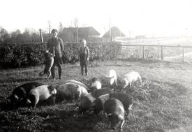 1951 Sattel-Schweine werden auf den Höfen der Wilstermarsch gehalten