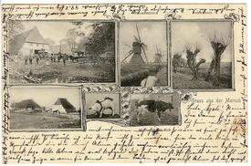 1904 Szenen aus der Wilstermarsch - Vieh, Pferde, Schweine, Rinder