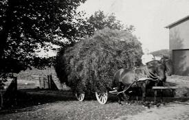 1940 Getreideernte in der Wilstermarsch; Transport des Getreides mit Pferdefuhrwerken