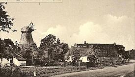 1950 Büttel (Elbe) - stillgelegte Mühle (Erdholländer) auf dem Deich der Elbe
