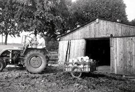 1953 Transport der Milchkannen mit dem Trecker