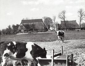 1978 Bauernhaus - Krüzhus - in der Gemeinde Dammfleth in der Wilstermarsch