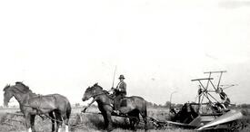 1950 von vier Pferden gezogener Mähbinder bei der Ernte auf Feldern des Hofes Dibbern, Honigfleth