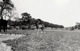 1941  Stute mit Fohlen auf der Koppel am Hof Dibbern in Honigfleth