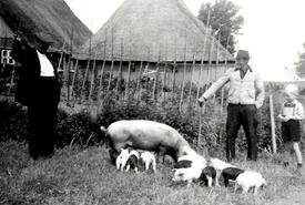 1951 Sattel-Schweine werden auf den Höfen der Wilstermarsch gehalten