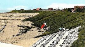 1968 Brokdorf  - Elbe, aufgespülter Strand hinter dem Parallelwerk