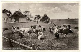 1907 Bauernhof in Hackeboe Sachsenbande; Kühe werden von Hand gemolken