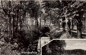 1940 Waldpartie in der Gemeinde Kleve