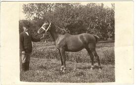 1925 Wilstermarsch Bauer mit seinem Pferd