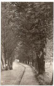 1901 Wilster, Straße Allee Richtung Bischof in der Stadt Wilster