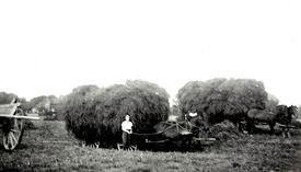 1940 Getreideernte in der Wilstermarsch; Transport des Getreides mit Pferdefuhrwerken
