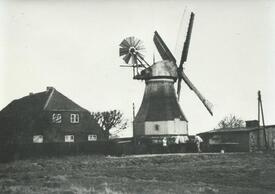 1936 Kornwindmühle "Aurora" in Neufeld bei Wilster