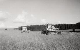 1955 Getreideernte mit Mähdreschern