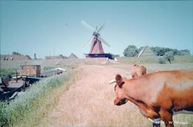 1958 Beidenfleth - Windmühle HOFFNUNG